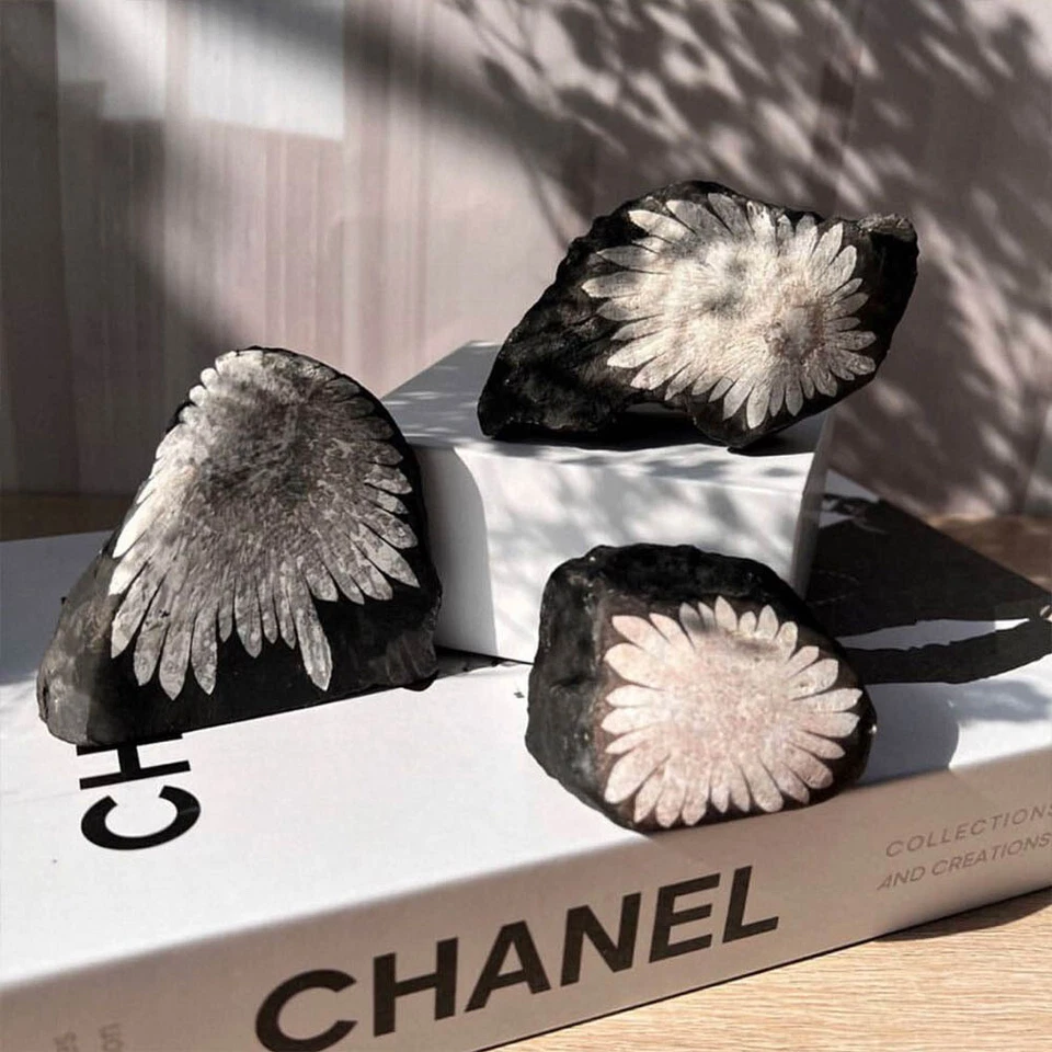 Natural Chrysanthemum Stone Crystal Quartz Druzy Geode Chakra Reiki Rock Healing - Image 2 of 4