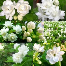 100 Climbing Jasmine Flower Seeds for Planting-Non-GMO White