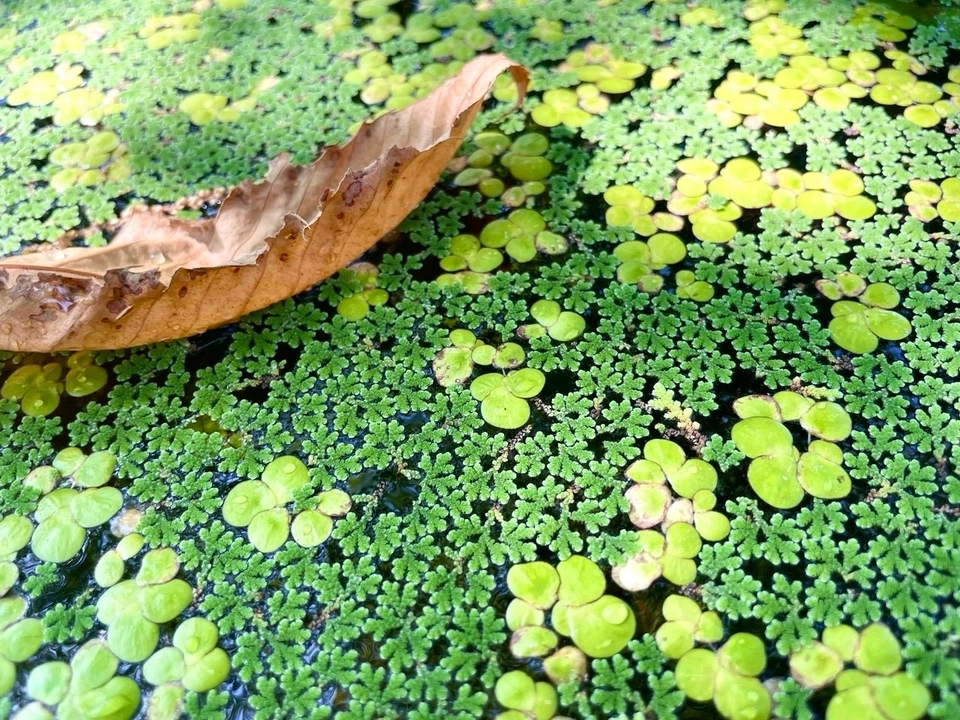 🧑🏻🌾🌿50 g Lentille d'eau & Azolla | Bocal 350 ml | 🐌 5 escargots OFFERTS 🎁 - Photo 1/4