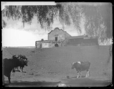 Mission San Diego Alcala Showing Cows 1898 California - Old Photo