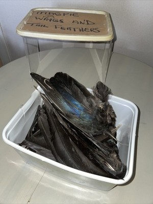5 x Magpie Wings, Fly Tying Feathers, For Making Trout Flies, Hackles for Flies