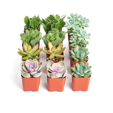2 In. Assorted Succulent (Collection of 12)