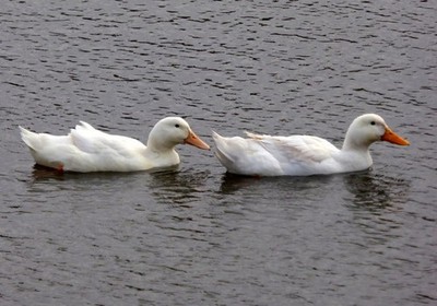 Foto 6x4 Zwei kleine Enten, Bysing Wood Pool Faversham Ich glaube das sind c2017