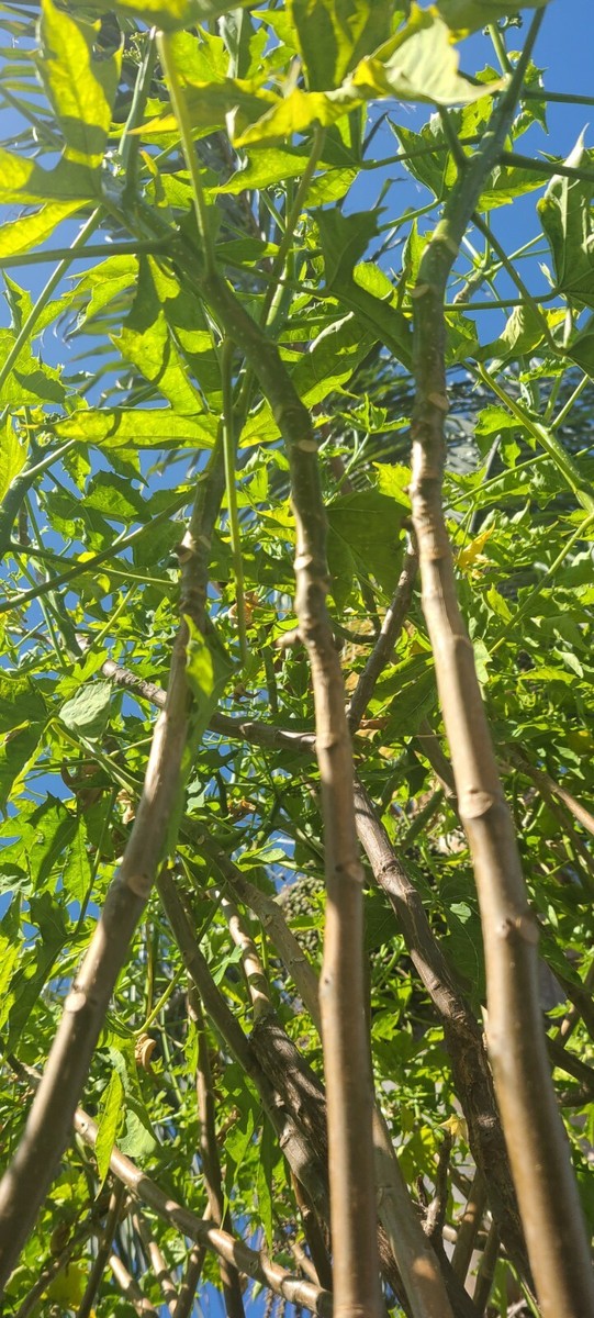 Chaya Spinach Tree Plant - 14" Organic Cutting, Miracle Plant, Easy To Grow