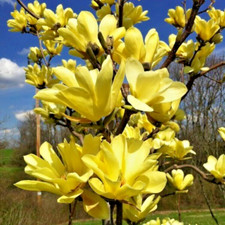 Magnolia Yellow Lanten XXL Large 4Lt Pot Hardy Spring Flowering Deciduous Tree