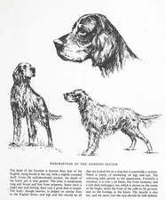 Gordon Setter Sketch - CUSTOM MATTED - 1963 Vintage Dog Art Print 