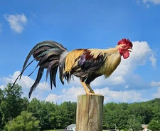 12 Ornamental Chicken Hatching Eggs