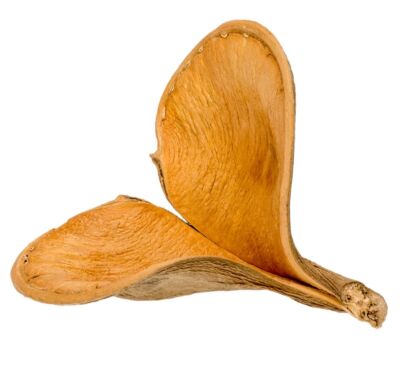 NaDeco Elefanten Ohr 13-15 cm | Naturdeko | Dekoschote | Exotische Dekoration
