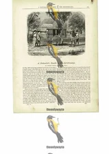 Travelling In India, Book Illustration (Print), c1880