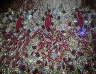 Indian Bridal wedding party choli Lehenga  Bollywood Designer 4 pieces Red/gold  — photo 3