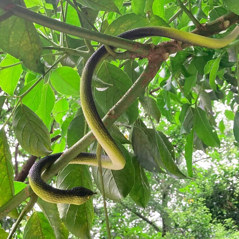 4 peças 31,5" brinquedo realista de borracha cobra falso para brincadeira, jardim... - Imagem 4 de 4