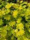 Japanese Maple Golden Full Moon AUREUM