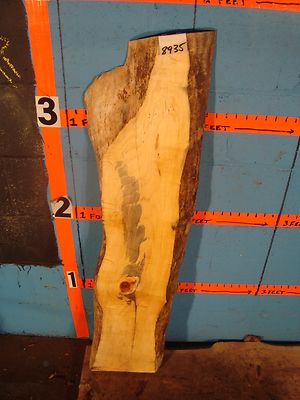 # 8935  1 7/8'' thick black line spalted flaming red box elder Live Edge Slab  