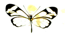 Greta cubana,Danaidae