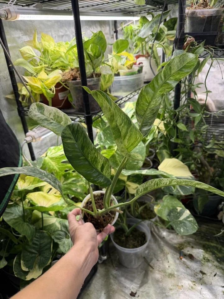 Epipremnum Pinnatum 大理石杂色 全根 美国种植 — 第 4/4 张图片