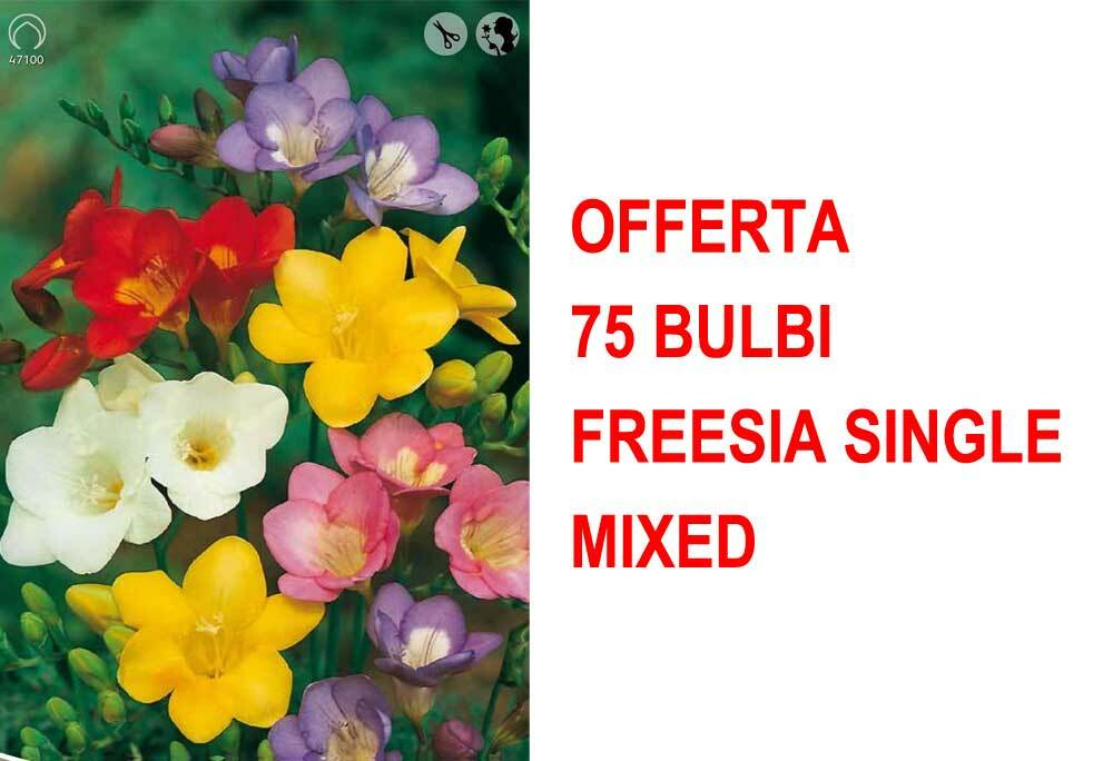 OFFERTA 75 BULBI FREESIA SINGLE MIXED BULBS BULBES