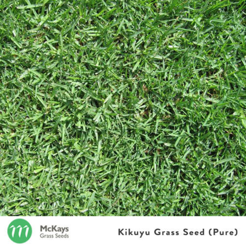 McKays Kikuyu Grass Seed Pure 1kg Covers 100m2 Lawn seed 100 PURE eBay