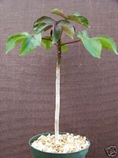 Jatropha gossypiifolia rare succulent plant cacti 6 pot