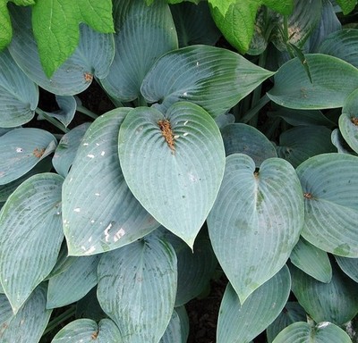 Foto 6x4 Hosta (Hosta) - Laub Narborough\/TF7412 Hostas sollen b c2017
