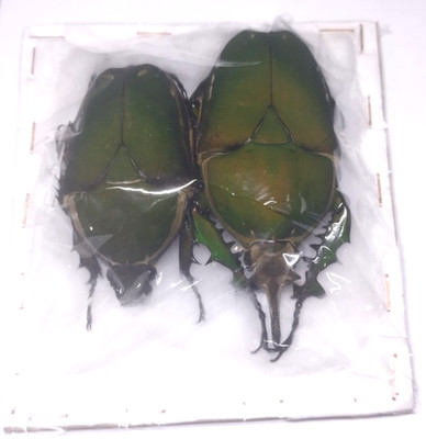 Giant 83mm Mecynorrhina torquata immaculollis - Congo - A1 pair XXL Male