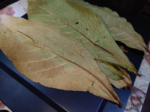 500 leaf Dried Indian Almond dry Leaves Catappa for Fish, Shrimp, Aquarium care - Picture 4 of 13