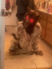 Haunted Hill Farm The Howler Retired Halloween Animatronic W/box — photo 8