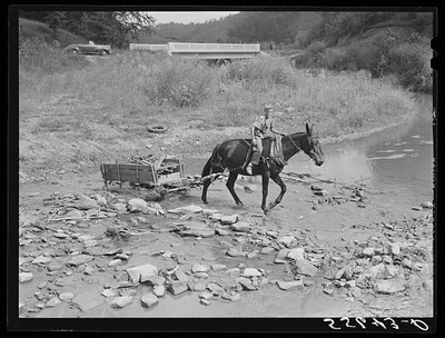Jackson Campton Kentucky 1940 Mule Sled Creek Crossing Sorghum Wood Hauling
