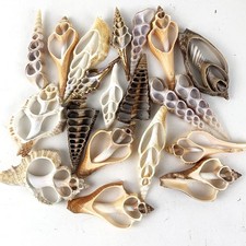 20pc Assorted Center Cut Sea Shells 2" 3" Inch