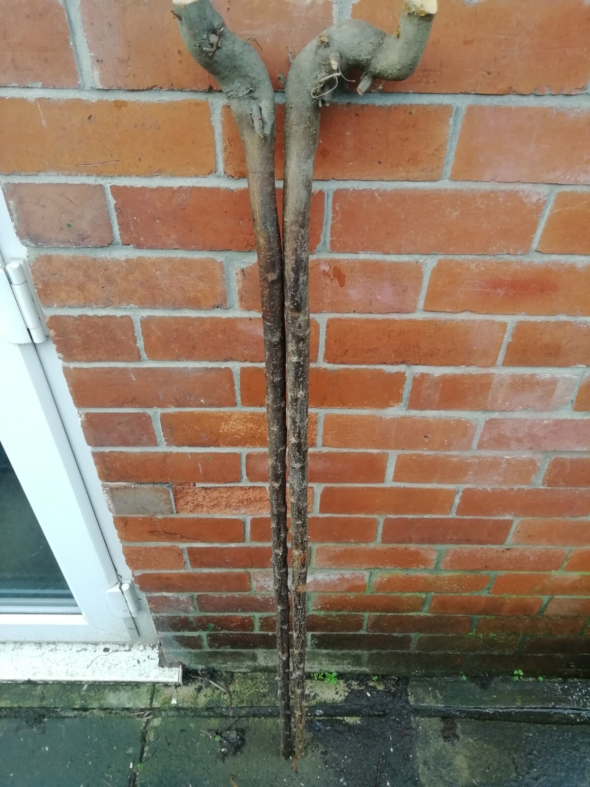 2 Blackthorn Walking Stick Shanks, 1.4m eBay
