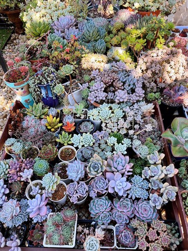 30 x Succulent Cuttings, NEW Variety, Freshly Cut - No Repeat - Picture 3 of 10