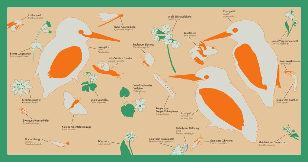 Thumbnail - Kleine Vogel-wunderkammer | Jesko Donst | Deutsch