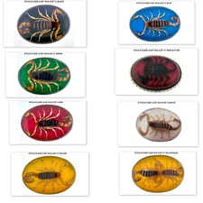 Real Scorpion Belt Buckles Preserved Inlay Zodiac Signs Men Women Lucky Western