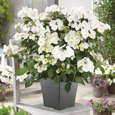 Flowering Shrub, Hydrangea Runaway Bride, White Blooms, 1x 14cm Pot 20-25cm Tall