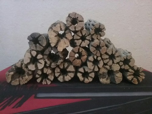 6 piezas GROSAS de madera CHOLLA de 3" | Peces, Pleco, acuario de camarones, cangrejo ermitaño - Imagen 5 de 6