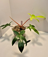 🌿 Philodendron Florida Ghost Mint #51