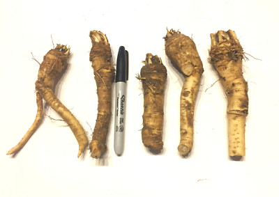 Horseradish Crowns / Roots / Plants - Easy To Grow - Hot, Vigorous ...