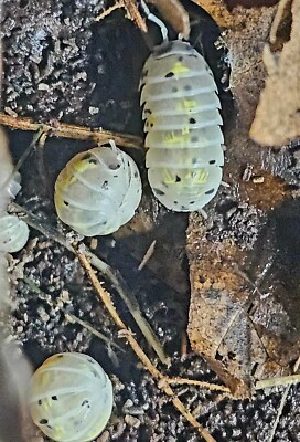 40+ Armadillidium vulgare American Magic Potion Isopods Bioactive clean up crew