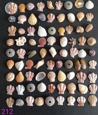 sea Shell from Japan small mix Bivalve