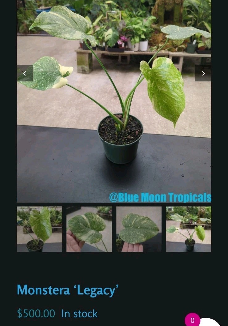 borsigiana monstera Monstera Borsigiana Albo Variegated B