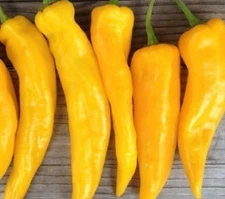 GOLDEN MARCONI PEPPER SEEDS 30+ SWEET pepper VEGETABLE garden FREE SHIPPING