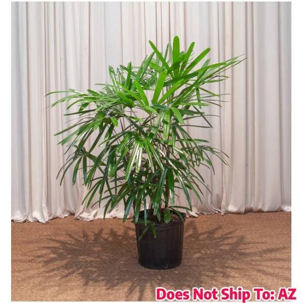Lady Palm Tree in 6"Pot Indoor Rhapis Excelsa Evergreen Bamboo Palm  Houseplant | eBay