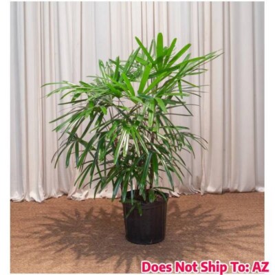 berberis bagatelle plant Bagatelle Barberry – Plant Detectives main image 1
