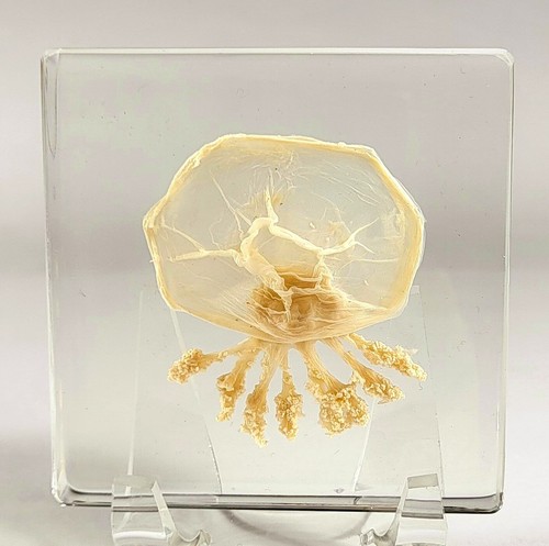 2.9" Real Jellyfish in Clear Lucite Resin Preserved Sea Marine Animal Collection - Picture 2 of 14
