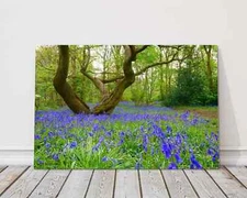 Bluebells in the woods Printed and framed as a canvas picture print