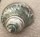 Top Shaped sea shells with color & enamel — photo 2