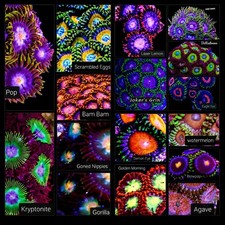 Custom You Choose Frag Pack Coral Zoanthid. S...