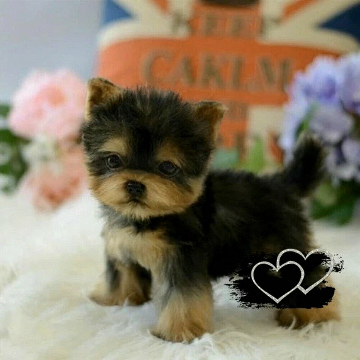Teacup yorkie dog best sale price