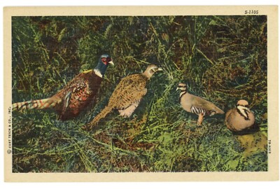 Pheasant & Partridge Birds Wild Life Scenes Linen Postcard 1941 Unused