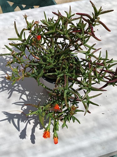 Mesem Flor Naranja oscuro Planta suculenta de sol Ø14 Ice Plant