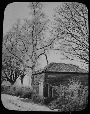 Magisches Laternendia Raureif auf Kastanie & Wych Ulme um 1900 Foto Baumstudie